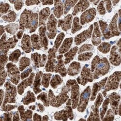 Invitrogen PECI Polyclonal Antibody 100 &mu;L; Unconjugated:Antibodies,