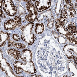 Invitrogen PECI Polyclonal Antibody 100 &mu;L; Unconjugated:Antibodies,