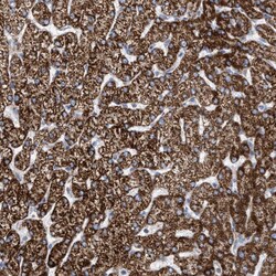 Invitrogen PECI Polyclonal Antibody 100 &mu;L; Unconjugated:Antibodies,