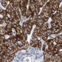 Invitrogen PECI Polyclonal Antibody 100 &mu;L; Unconjugated:Antibodies,