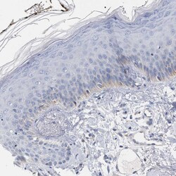 Invitrogen PECI Polyclonal Antibody 100 &mu;L; Unconjugated:Antibodies,