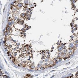 Invitrogen PECI Polyclonal Antibody 100 &mu;L; Unconjugated:Antibodies,