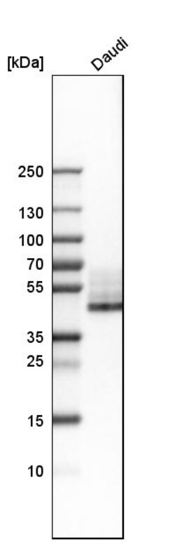 Invitrogen CD38 Polyclonal Antibody 100 &mu;L | Buy Online | Invitrogen&trade; | Fisher Scientific