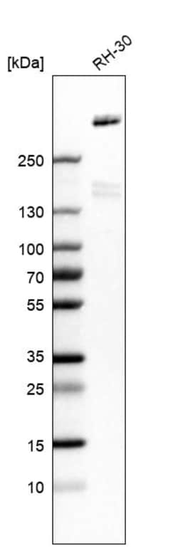 Invitrogen LRP1 Polyclonal Antibody 100 &mu;L; Unconjugated:Antibodies,