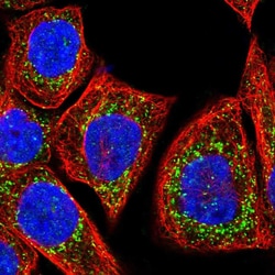 Invitrogen GSTK1 Polyclonal Antibody 100 &mu;L; Unconjugated:Antibodies,