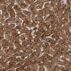 Invitrogen GSTK1 Polyclonal Antibody 100 &mu;L; Unconjugated:Antibodies,