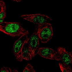 Invitrogen ARTS Polyclonal Antibody 100 &mu;L; Unconjugated:Antibodies,