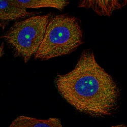 Invitrogen C9orf114 Polyclonal Antibody 100 &mu;L; Unconjugated:Antibodies,