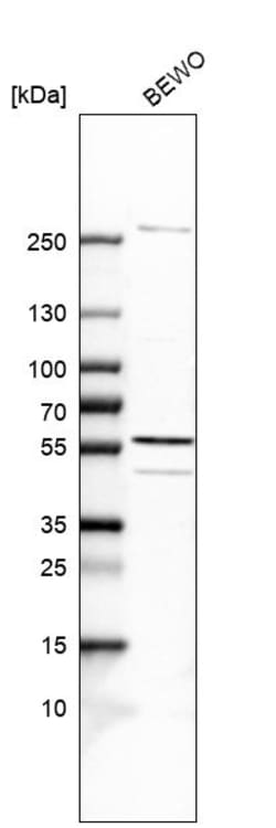 Invitrogen C9orf114 Polyclonal Antibody 100 &mu;L; Unconjugated:Antibodies,