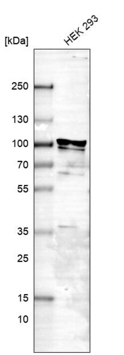 Invitrogen FXR2 Polyclonal Antibody 100 &mu;L | Buy Online | Invitrogen&trade; | Fisher Scientific
