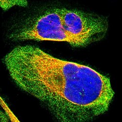 Invitrogen BICD2 Polyclonal Antibody 100 &mu;L; Unconjugated:Antibodies,