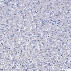 Invitrogen BICD2 Polyclonal Antibody 100 &mu;L; Unconjugated:Antibodies,