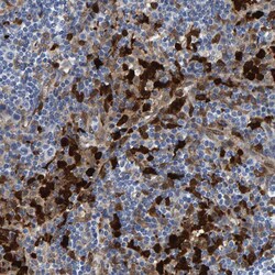 Invitrogen IDO Polyclonal Antibody 100 &mu;L; Unconjugated:Antibodies,