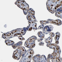Invitrogen IDO Polyclonal Antibody 100 &mu;L; Unconjugated:Antibodies,