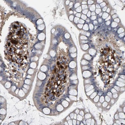 Invitrogen IDO Polyclonal Antibody 100 &mu;L; Unconjugated:Antibodies,