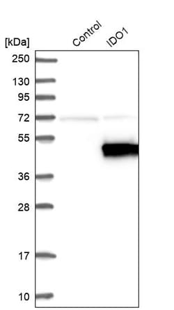 Invitrogen IDO Polyclonal Antibody 100 &mu;L | Buy Online | Invitrogen&trade; | Fisher Scientific
