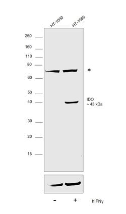 Invitrogen IDO Polyclonal Antibody 100 &mu;L; Unconjugated:Anticuerpos