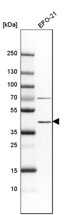 Invitrogen IDO Polyclonal Antibody 100 &mu;L; Unconjugated:Anticuerpos