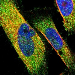 Invitrogen CALCOCO2 Polyclonal Antibody 100 &mu;L; Unconjugated:Antibodies,