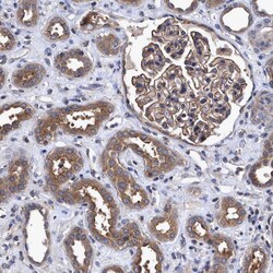 Invitrogen CALCOCO2 Polyclonal Antibody 100 &mu;L; Unconjugated:Antibodies,