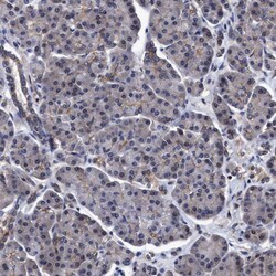 Invitrogen CALCOCO2 Polyclonal Antibody 100 &mu;L; Unconjugated:Antibodies,