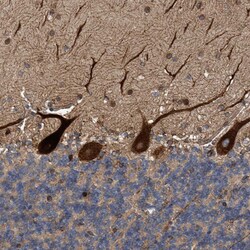 Invitrogen C8orf55 Polyclonal Antibody 100 &mu;L; Unconjugated:Antibodies,
