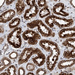 Invitrogen C8orf55 Polyclonal Antibody 100 &mu;L; Unconjugated:Antibodies,