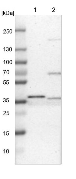 Invitrogen CRYZ Polyclonal Antibody 100 &mu;L; Unconjugated:Antibodies,