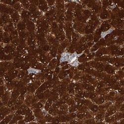 Invitrogen CTH Polyclonal Antibody 100 &mu;L; Unconjugated:Antibodies,