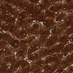 Invitrogen CTH Polyclonal Antibody 100 &mu;L; Unconjugated:Antibodies,