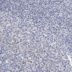 Invitrogen CTH Polyclonal Antibody 100 &mu;L; Unconjugated:Antibodies,