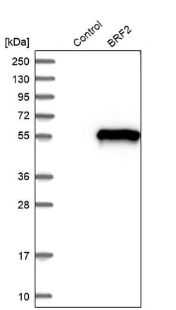 Invitrogen BRF2 Polyclonal Antibody 100 &mu;L; Unconjugated:Antibodies,