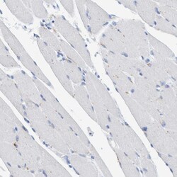 Invitrogen SGSH Polyclonal Antibody 100 &mu;L; Unconjugated:Antibodies,