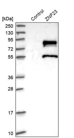 Invitrogen ZNF23 Polyclonal Antibody 100 &mu;L | Buy Online | Invitrogen&trade; | Fisher Scientific