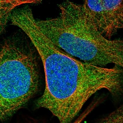 Invitrogen GCLM Polyclonal Antibody 100 &mu;L; Unconjugated:Antibodies,