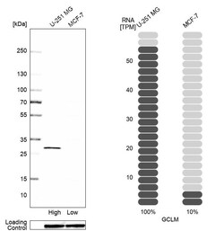 Invitrogen GCLM Polyclonal Antibody 100 &mu;L | Buy Online | Invitrogen&trade; | Fisher Scientific