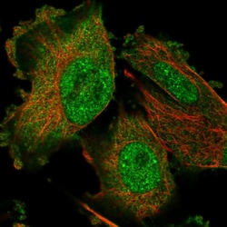 Invitrogen MSRA Polyclonal Antibody 100 &mu;L; Unconjugated:Antibodies,