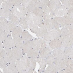 Invitrogen MSRA Polyclonal Antibody 100 &mu;L; Unconjugated:Antibodies,