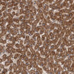 Invitrogen Syntenin 1 Polyclonal Antibody 100 &mu;L; Unconjugated:Antibodies,