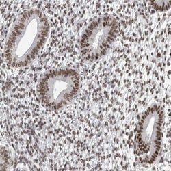 Invitrogen DMTF1 Polyclonal Antibody 100 &mu;L; Unconjugated:Antibodies,