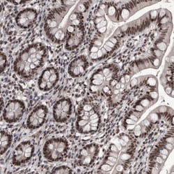 Invitrogen DMTF1 Polyclonal Antibody 100 &mu;L; Unconjugated:Antibodies,