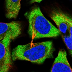 Invitrogen eIF3e Polyclonal Antibody 100 &mu;L; Unconjugated:Antibodies,