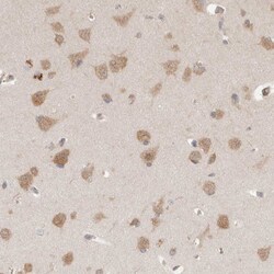 Invitrogen eIF3e Polyclonal Antibody 100 &mu;L; Unconjugated:Antibodies,