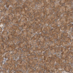 Invitrogen eIF3e Polyclonal Antibody 100 &mu;L; Unconjugated:Antibodies,