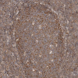 Invitrogen eIF3e Polyclonal Antibody 100 &mu;L; Unconjugated:Antibodies,