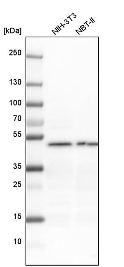 Invitrogen eIF3e Polyclonal Antibody 100 &mu;L; Unconjugated:Antibodies,
