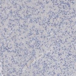 Invitrogen Arginase 1 Polyclonal Antibody 100 &mu;L | Buy Online | Invitrogen&trade; | Fisher Scientific