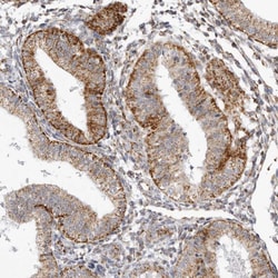 Invitrogen TUFM Polyclonal Antibody 100 &mu;L; Unconjugated:Antibodies,