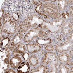 Invitrogen TUFM Polyclonal Antibody 100 &mu;L; Unconjugated:Antibodies,