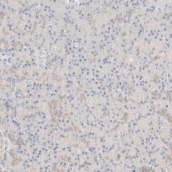 Invitrogen GPI Polyclonal Antibody 100 &mu;L | Buy Online | Invitrogen&trade; | Fisher Scientific